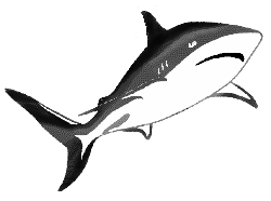 whaler shark.gif (5166 bytes)